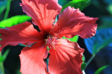 doğa gündüz, kırmızı hibiscus çiçek