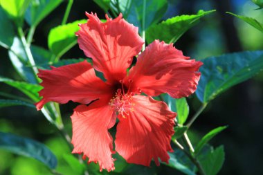 bir bitki batma güneş ışığında kadar yakın