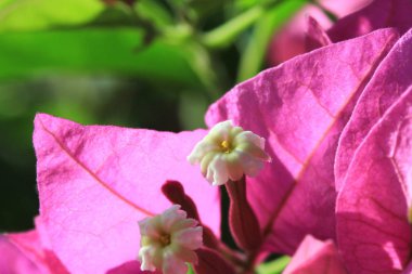 bir bitki batma güneş ışığında kadar yakın