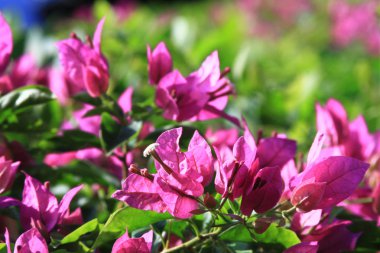 bir bitki batma güneş ışığında kadar yakın