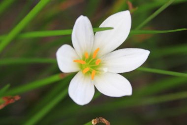 yakın beyaz çiçek kapı dışarı up