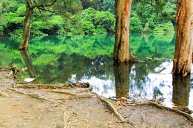 Rezervuar ve orman Şing Mun rezervuar 