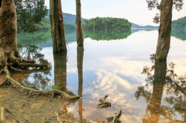 Rezervuar ve orman Şing Mun rezervuar 