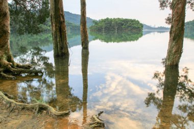 Rezervuar ve orman Şing Mun rezervuar 