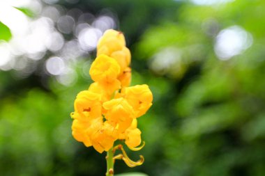 Şing Mun rezervuar hk bir çiçek