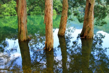 Rezervuar ve orman Şing Mun rezervuar 