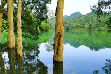 Rezervuar ve orman Şing Mun rezervuar 