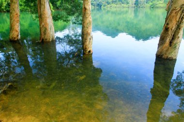 Rezervuar ve orman Şing Mun rezervuar 