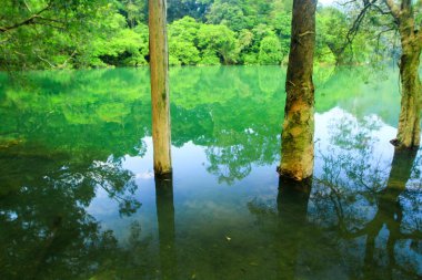 Rezervuar ve orman Şing Mun rezervuar 