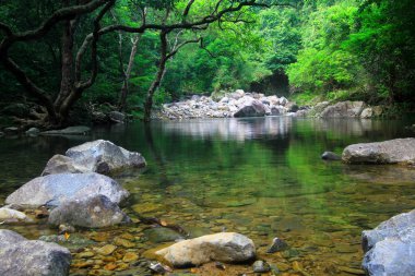 bir rezervuar ve orman Şing Mun rezervuar 
