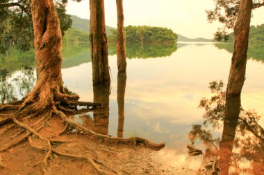 Rezervuar ve orman Şing Mun rezervuar 