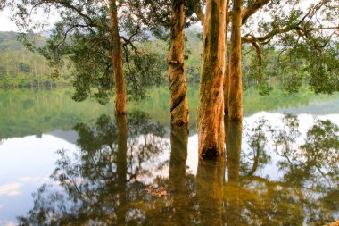 Rezervuar ve orman Şing Mun rezervuar 