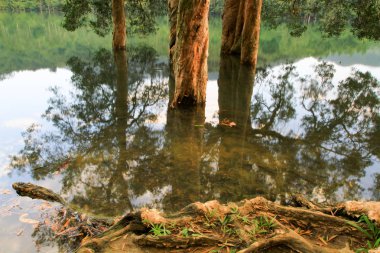 Rezervuar ve orman Şing Mun rezervuar 