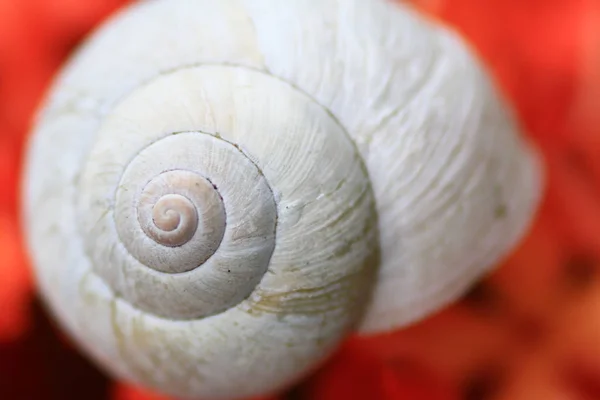 Caracol Parte Superior Flor Roja — Foto de Stock