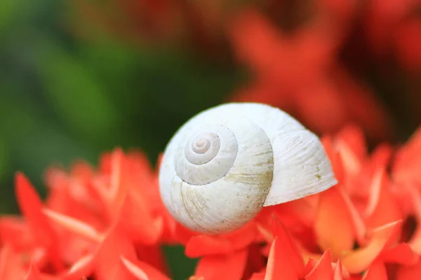 Caracol Parte Superior Flor Roja —  Fotos de Stock