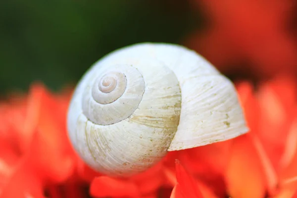 Die Schnecke Auf Der Spitze Der Roten Blume — Stockfoto