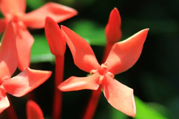 Grupa Ixora Chinensis Kwiat Łóżko — Zdjęcie stockowe