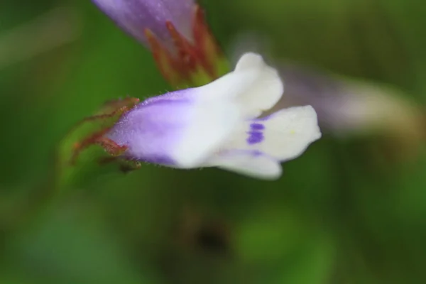 Rostlina Píchání Zblízka Slunci — Stock fotografie