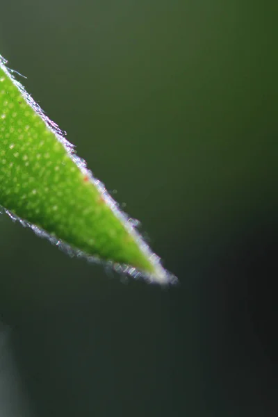 Växt Som Stickande Närbild Solljus — Stockfoto