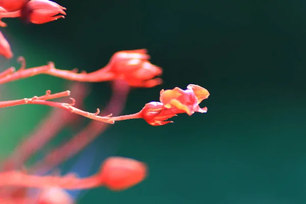 Fleur Hibiscus Rouge Heure Jour Nature — Photo