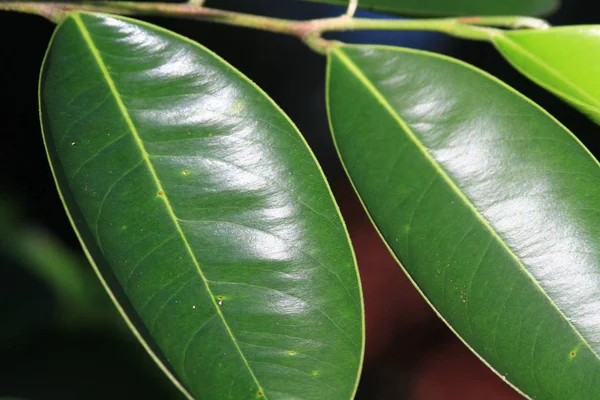 Hoja Verde Planta Acercan — Foto de Stock