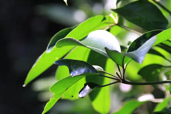 Hoja Verde Planta Acercan — Foto de Stock