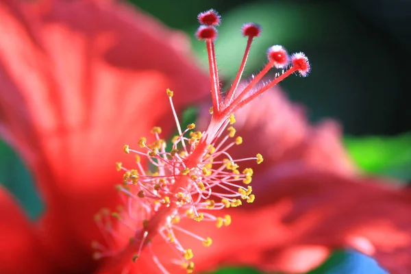 Fiore Ibisco Rosso Giorno Natura — Foto Stock