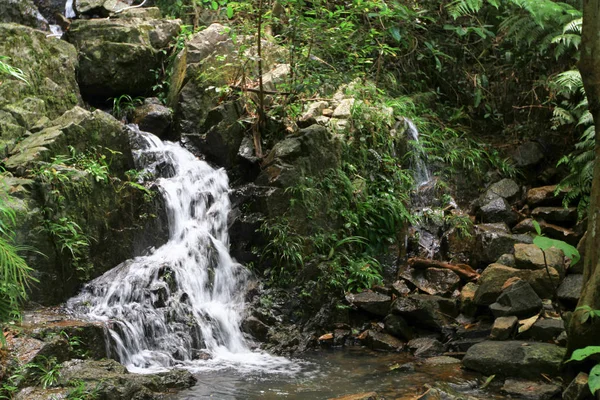 Reservoir Forest Shing Mun Reservoir — Stock Photo, Image