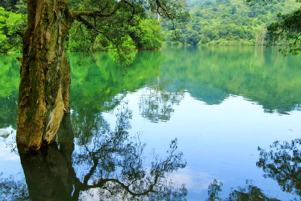 Rezervuar ve orman Şing Mun rezervuar 