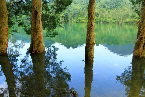 Rezervuar ve orman Şing Mun rezervuar 