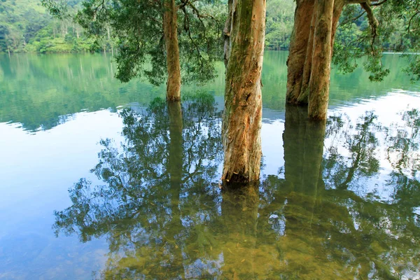Rezervuar ve orman Şing Mun rezervuar 
