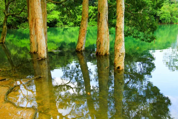 Rezervuar ve orman Şing Mun rezervuar 