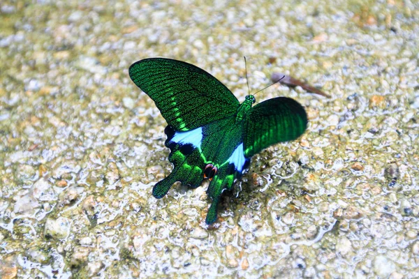 Una Mariposa Está Recogiendo Agua Dulce Suelo — Foto de Stock