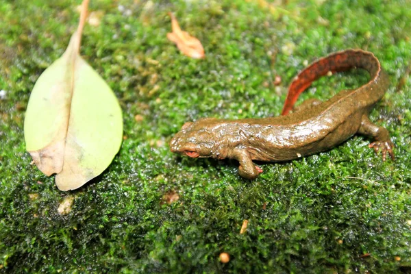 Дорослий Земноводні Родині Salamandridae — стокове фото