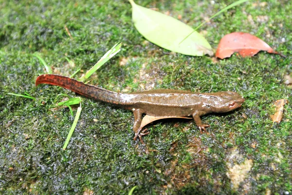 Anfíbio Adulto Família Salamandridae — Fotografia de Stock