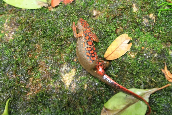 Амфибия Взрослых Семействе Salamandridae — стоковое фото