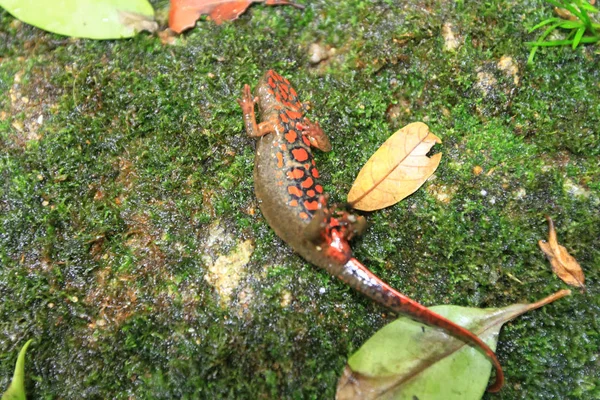 Амфибия Взрослых Семействе Salamandridae — стоковое фото