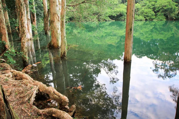 Reservatório Floresta Reservatório Shing Mun — Fotografia de Stock