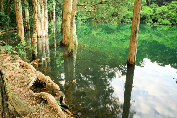 Stausee Und Wald Mun Stausee — Stockfoto