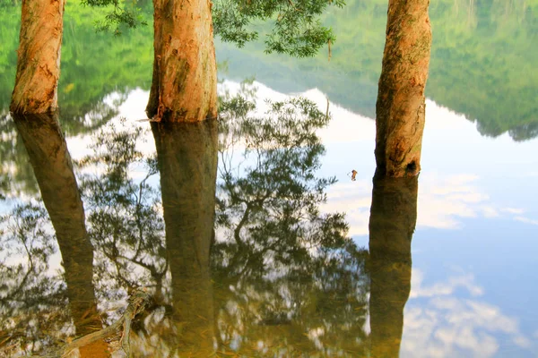 Stausee Und Wald Mun Stausee — Stockfoto