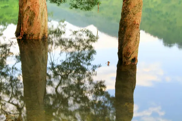 Stausee Und Wald Mun Stausee — Stockfoto