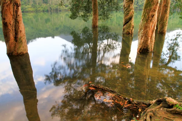 Serbatoio Foresta Shing Mun Reservoir — Foto Stock