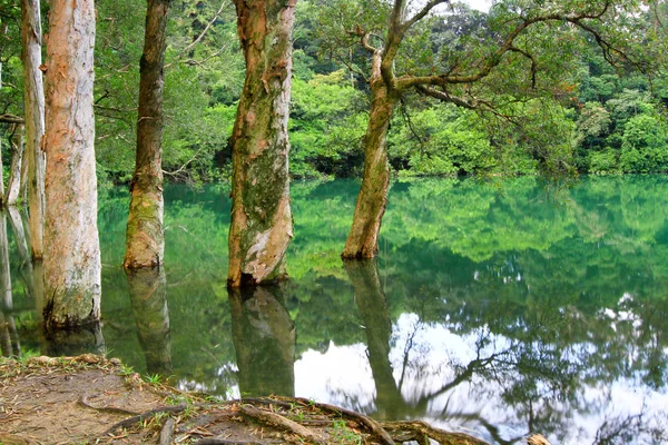 Rezervuar ve orman Şing Mun rezervuar 