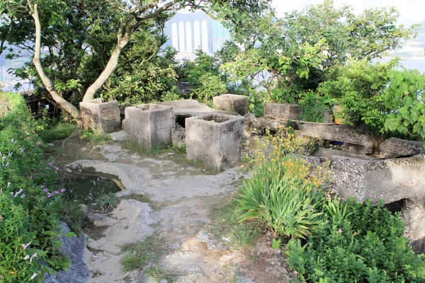 Plant Outdoor Hong Kong — Stock Photo, Image