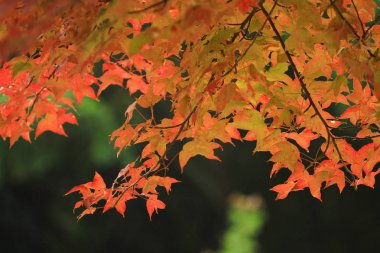 sonbahar sezonu, Tai Tong hk