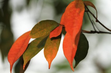 Güzellik doğa sahne. bir sonbahar manzara, 