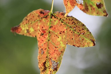 sonbahar sezonu, Tai Tong hk