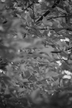 sonbahar sezonu, Tai Tong hk