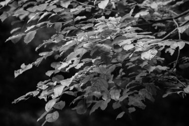 sonbahar sezonu, Tai Tong hk