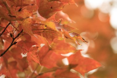 sonbahar sezonu, Tai Tong hk